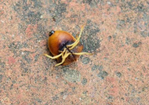 Réf. 284 460 : Ventocoris rusticus